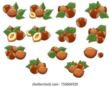 hazelnut, nut vector