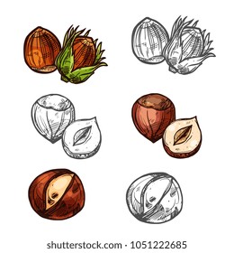 Hazelnut nuts color sketch icon.s Vector isolated botanical design of hazel nut or cobnut or filbert nut peeled and whole for culinary cuisine cooking or vegetarian nutrition or farm market