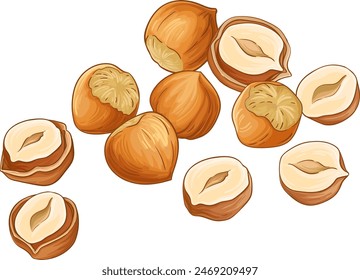 Hazelnut Nuts Colored Detailed Illustration. Organic natural nutritional healthy food ingredient, vegetarian diet product. Vector isolated for design or decoration.