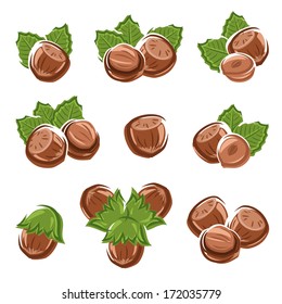 Hazelnut nuts set. Vector