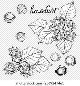 Hazelnut. Nuts in shell and with leaves, peeled nut kernels. Vector isolated elements with white fill. Unique hand drawn illustrations, set. Perfect for packaging design, advertising, menus, magazines