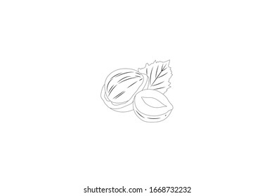 Hazelnut Object Vector Outline Fruit Illustration