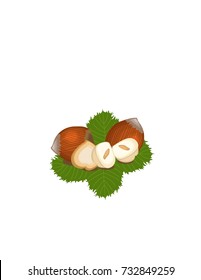 Hazelnut on a white background in leaves