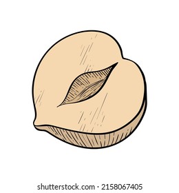 Hazelnut one fruit in a section. Colored nut icon for bars and products