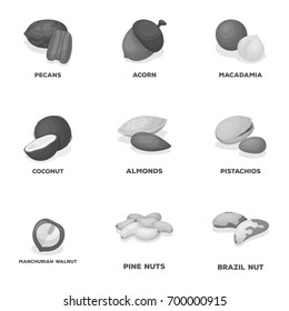 Hazelnut, pistachios, peanuts and other types of nuts.Different types of nuts set collection icons in monochrome style vector symbol stock illustration web.