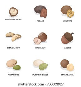 Hazelnut, pistachios, peanuts and other types of nuts.Different types of nuts set collection icons in cartoon style vector symbol stock illustration web.