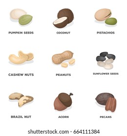 Hazelnut, pistachios, walnut, almonds.Different kinds of nuts set collection icons in cartoon style vector symbol stock illustration web.