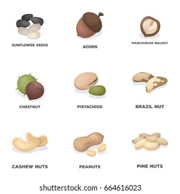 Hazelnut, pistachios, walnut, almonds.Different kinds of nuts set collection icons in cartoon style vector symbol stock illustration web.
