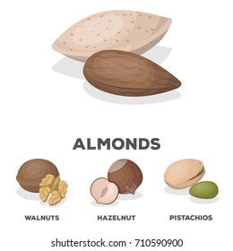 Hazelnut, pistachios, walnut, almonds.Different kinds of nuts set collection icons in cartoon style vector symbol stock illustration web.