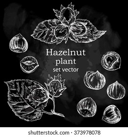 Hazelnut plant set. Hand drawn illustration in vintage style. Chalkboard background.
