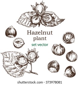 Hazelnut plant set. Hand drawn illustration in vintage style. White background.