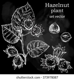 Hazelnut plant set. Hand drawn illustration in vintage style. Chalkboard background.