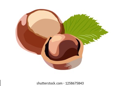 hazelnut realistic vector illustration isolated