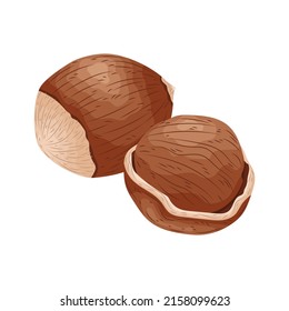 hazelnut seed vector peanut breakfast harvest seasonal food hand drawn nuts illustration kernel icon
