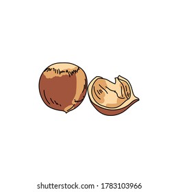 Hazelnut set, brown nut and peel, hand draw vector illustration for design and creativity