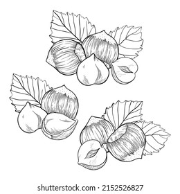 Hazelnut set, compositions with kernels, shells and leaves. For packaging or labels snacks and bars with hazelnut
