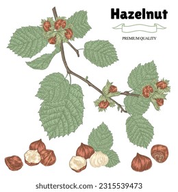 Hazelnut set. Hand drawn Hazel tree branch with ripe nuts and leaves. Vector illustration in sketch style.