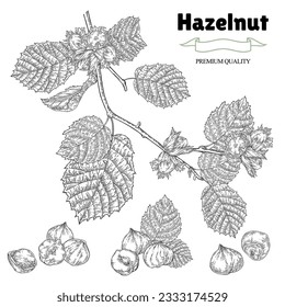 Hazelnut set. Hand drawn Hazel tree branch with ripe nuts and leaves. Vector illustration in vintage style.
