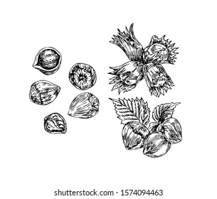 Hazelnut set in line art style.