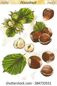 hazelnut set of vector color sketches on an abstract background