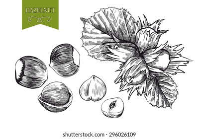 hazelnut set of vector sketches on white background