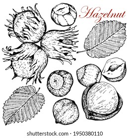 Hazelnut. Set.Nuts  in whole and ripe peel. Leaves. Hand drawn stock black white illustration.On white background.Vector. Sketch. For packaging and labeling of hazelnut products.