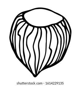 hazelnut in shell, element of decorative ornament or pattern, vector illustration with black contour lines isolated on white background in doodle and hand drawn style