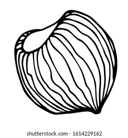 hazelnut in shell, element of decorative ornament or pattern, vector illustration with black contour lines isolated on white background in doodle and hand drawn style