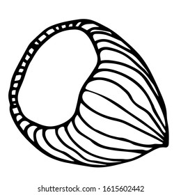hazelnut in shell, element of decorative ornament or pattern, vector illustration with black contour lines isolated on white background in doodle and hand drawn style