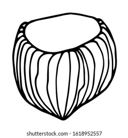 hazelnut in shell, element of decorative ornament or pattern, vector illustration with black contour lines isolated on white background in doodle and hand drawn style