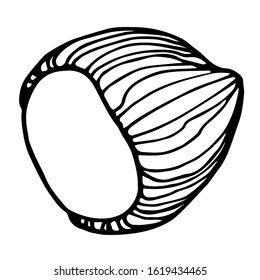 hazelnut in shell, element of decorative ornament or pattern, vector illustration with black contour lines isolated on white background in doodle and hand drawn style