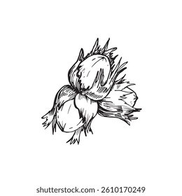 Hazelnut in shell. Vector black and white illustration hand drawn with ink. Graphic element for label and logo design