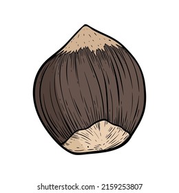 Hazelnut single fruit in shell. Walnut color lined icon