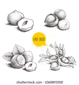 Hazelnut sketches. Group, peeled and whole, with leaves. Engraved sketch style illustrations. Organic food. Component for sweet food and cosmetics. Vector pictures isolated on white background.
