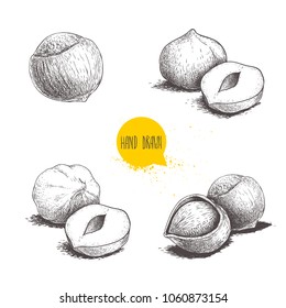 Hazelnut sketches. Single, group, peeled and whole. Engraved sketch style illustrations. Organic food. Component for sweet food and cosmetics. Vector pictures isolated on white background.