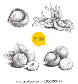 Dibujos de avellanas. Sencilla, en grupo, pelada y entera, con hojas. Ilustraciones de estilo de esbozo grabadas.Comida orgánica. Componente para productos dulces y cosméticos. Imágenes vectoriales aisladas en blanco.