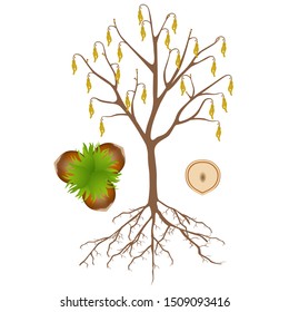 Hazelnut tree with flowers and nuts on a white background.
