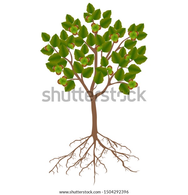 2,007 Hazelnut Tree Vector Images, Stock Photos & Vectors | Shutterstock