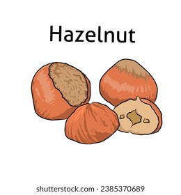 hazelnut vector design illustration suitable for food, vegetarian, symbol, sticker, template, decoration 