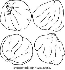 Hazelnut. Vector hand drawn nuts. Coloring pages with different sort of nuns.