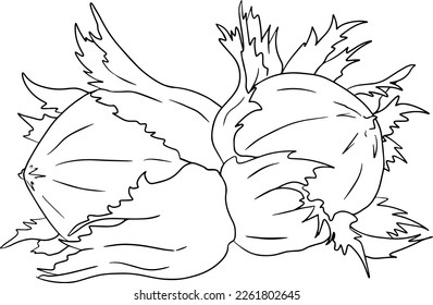 Hazelnut. Vector hand drawn nuts. Coloring pages with different sort of nuns.