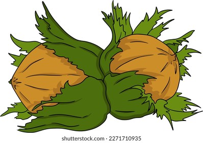 Hazelnut. Vector hand drawn nuts. Colored illustration with different sort of nuns.