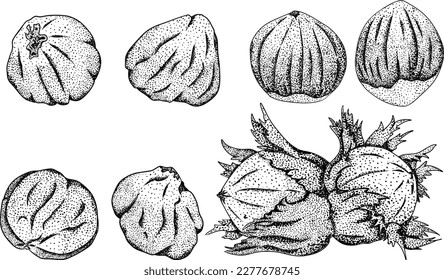 Hazelnut. Vector hand drawn nuts. Engraving illustration with different sort of nuns.