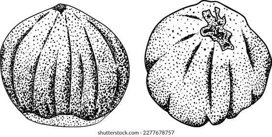 Hazelnut. Vector hand drawn nuts. Engraving illustration with different sort of nuns.