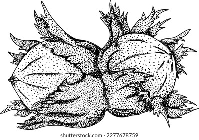 Hazelnut. Vector hand drawn nuts. Engraving illustration with different sort of nuns.