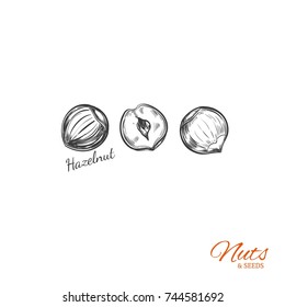Hazelnut Vector  Hand drawn  objects . Isolated on white. Sketch style