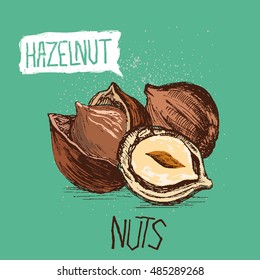 hazelnut. vector illustration, hand made. Pistachio . Walnut. Nut. Peanut. Almond. pecan Cashew .Hand drawn sketches vector illustration on turquoise background in vintage style.