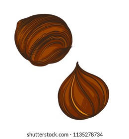 Hazelnut. Vector illustration isolated on white background for packaging design, labels and much more.
