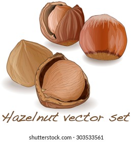 hazelnut vector set isolated