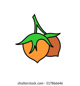 Hazelnut vector simple color cartoon illustration. Two nuts with green leaves and part of branch.